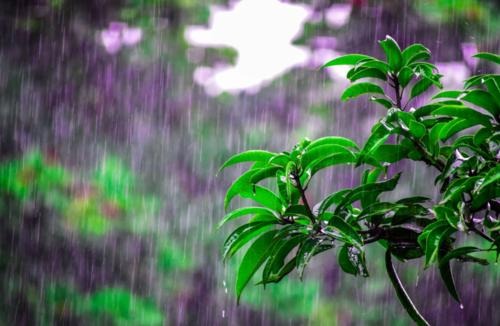 在深圳的雨