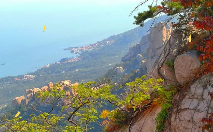 七律  重阳崂山登高